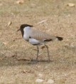 /album/some-overseas-trips/river-lapwing-2-corbett-park-jpg/